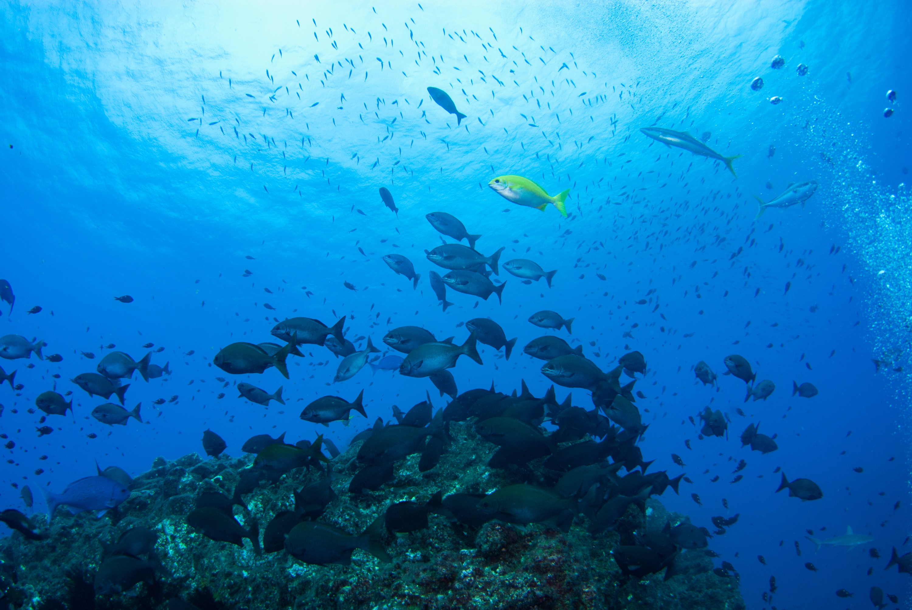 _JFG3039 – kermadec, islands, kermadecs, dive, images, remote, doc, sub tropical, subtropical, sub-tropical, marine, reserve, expedition, lust for rust, mesley, crispin, nz, new, zealand, new zealand, Beaked, Drummer, Kyphosus, pacificus, Rainbow, Runner, Kingfish, crispin, Kermadecs 13,